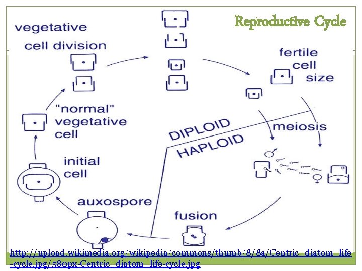 Reproductive Cycle http: //upload. wikimedia. org/wikipedia/commons/thumb/8/8 a/Centric_diatom_life -cycle. jpg/580 px-Centric_diatom_life-cycle. jpg 