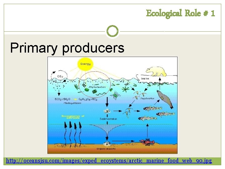 Ecological Role # 1 Primary producers http: //oceansjsu. com/images/exped_ecoystems/arctic_marine_food_web_90. jpg 