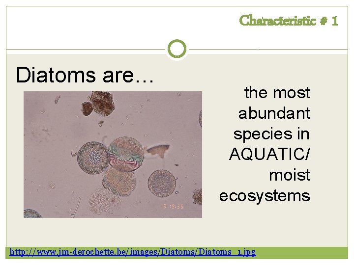 Characteristic # 1 Diatoms are… the most abundant species in AQUATIC/ moist ecosystems http: