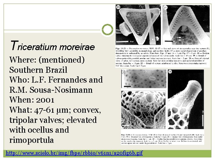 Triceratium moreirae Where: (mentioned) Southern Brazil Who: L. F. Fernandes and R. M. Sousa-Nosimann