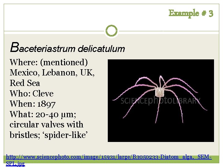 Example # 3 Baceteriastrum delicatulum Where: (mentioned) Mexico, Lebanon, UK, Red Sea Who: Cleve