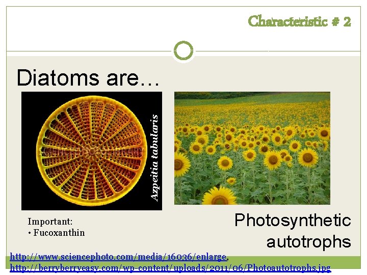 Characteristic # 2 Azpeitia tabularis Diatoms are… Important: • Fucoxanthin Photosynthetic autotrophs http: //www.