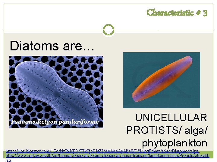 Characteristic # 3 Diatoms are… Psammodictyon panduriforme UNICELLULAR PROTISTS/ alga/ phytoplankton http: //1. bp.