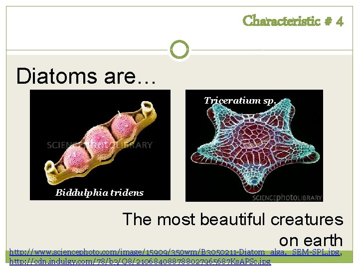 Characteristic # 4 Diatoms are… Triceratium sp. Biddulphia tridens The most beautiful creatures on