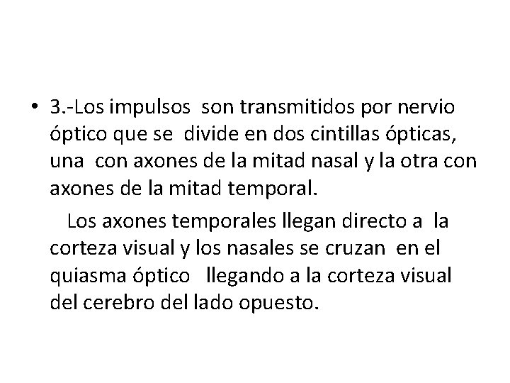  • 3. -Los impulsos son transmitidos por nervio óptico que se divide en