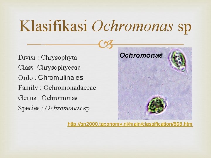 Klasifikasi Ochromonas sp Divisi : Chrysophyta Class : Chrysophyceae Ordo : Chromulinales Family :