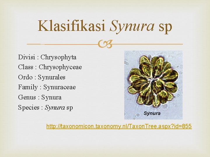 Klasifikasi Synura sp Divisi : Chrysophyta Class : Chrysophyceae Ordo : Synurales Family :