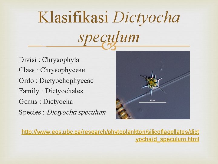 Klasifikasi Dictyocha speculum Divisi : Chrysophyta Class : Chrysophyceae Ordo : Dictyochophyceae Family :