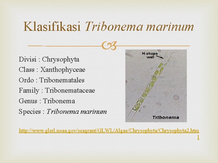 Klasifikasi Tribonema marinum Divisi : Chrysophyta Class : Xanthophyceae Ordo : Tribonematales Family :