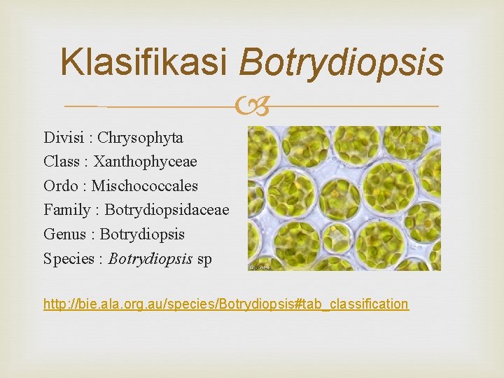 Klasifikasi Botrydiopsis Divisi : Chrysophyta Class : Xanthophyceae Ordo : Mischococcales Family : Botrydiopsidaceae