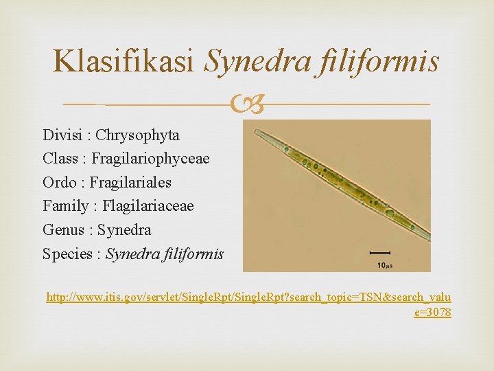 Klasifikasi Synedra filiformis Divisi : Chrysophyta Class : Fragilariophyceae Ordo : Fragilariales Family :