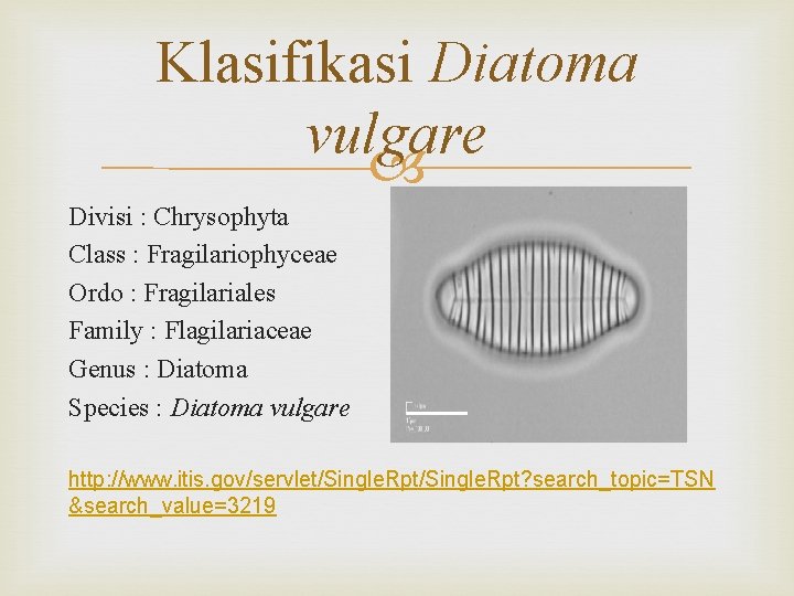 Klasifikasi Diatoma vulgare Divisi : Chrysophyta Class : Fragilariophyceae Ordo : Fragilariales Family :