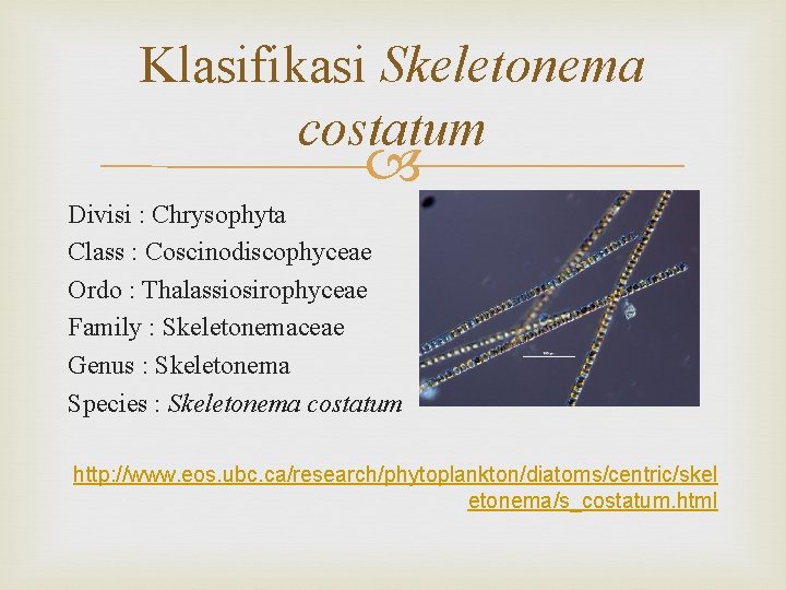 Klasifikasi Skeletonema costatum Divisi : Chrysophyta Class : Coscinodiscophyceae Ordo : Thalassiosirophyceae Family :