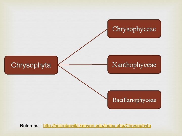 Chrysophyceae Chrysophyta Xanthophyceae Bacillariophyceae Referensi : http: //microbewiki. kenyon. edu/index. php/Chrysophyta 