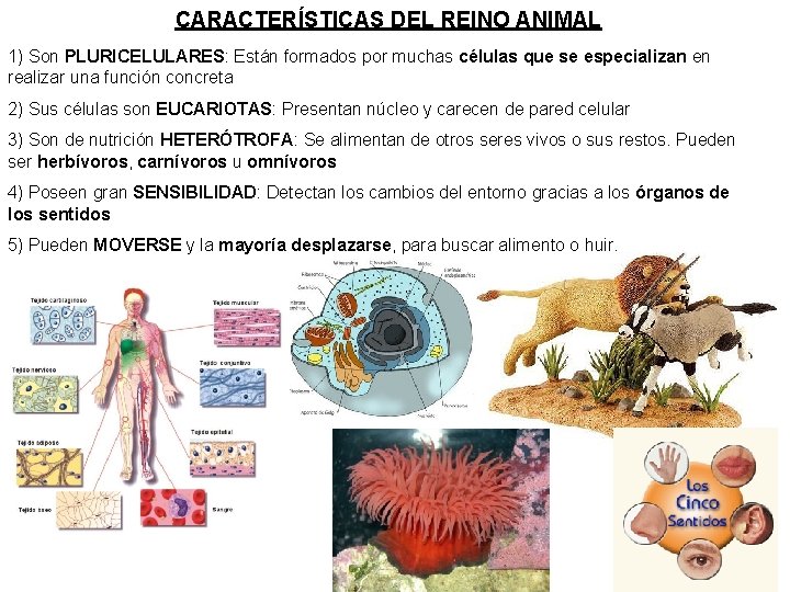 CARACTERÍSTICAS DEL REINO ANIMAL 1) Son PLURICELULARES: Están formados por muchas células que se
