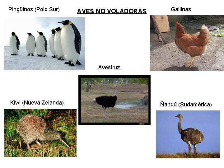 Pingüinos (Polo Sur) AVES NO VOLADORAS Gallinas Avestruz Kiwi (Nueva Zelanda) Ñandú (Sudamérica) 