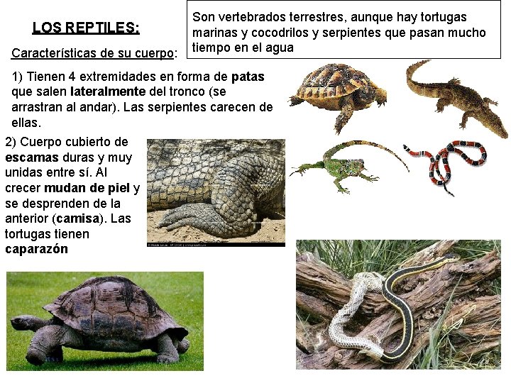 LOS REPTILES: Características de su cuerpo: Son vertebrados terrestres, aunque hay tortugas marinas y