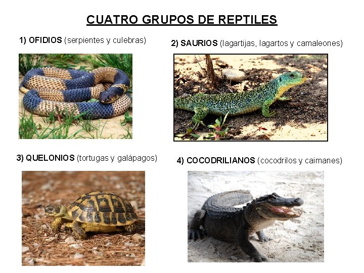 CUATRO GRUPOS DE REPTILES 1) OFIDIOS (serpientes y culebras) 3) QUELONIOS (tortugas y galápagos)