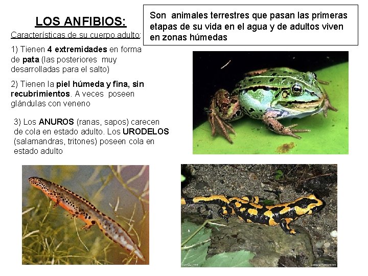 Son animales terrestres que pasan las primeras LOS ANFIBIOS: etapas de su vida en