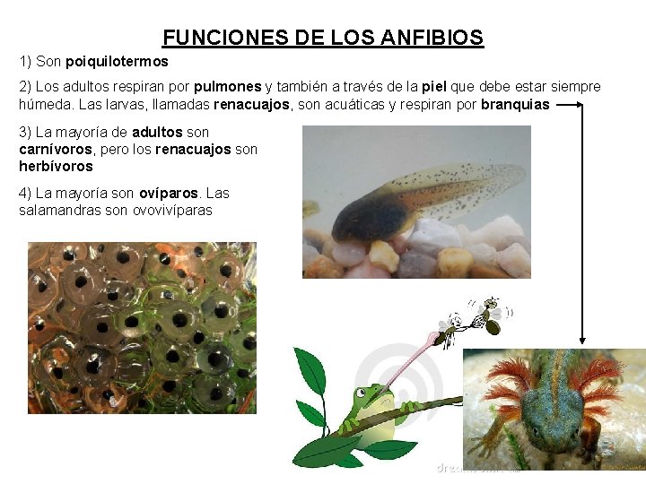 FUNCIONES DE LOS ANFIBIOS 1) Son poiquilotermos 2) Los adultos respiran por pulmones y