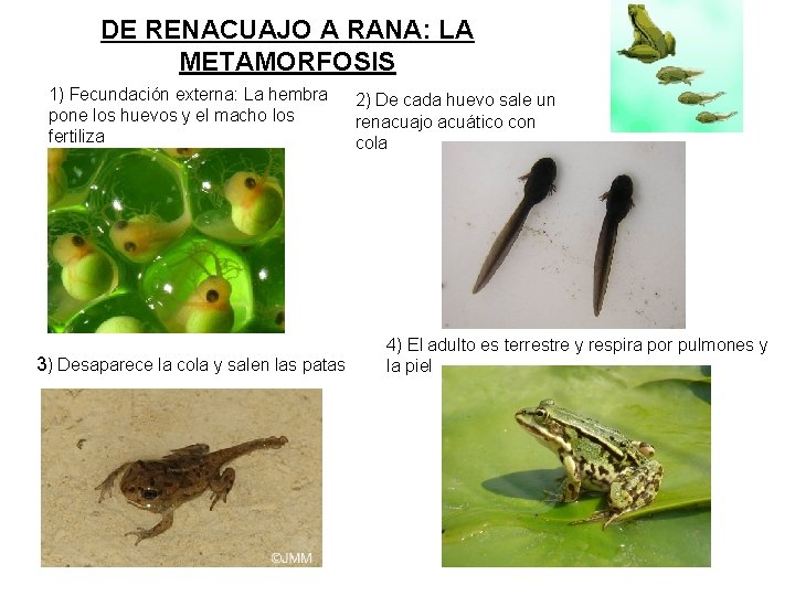 DE RENACUAJO A RANA: LA METAMORFOSIS 1) Fecundación externa: La hembra pone los huevos