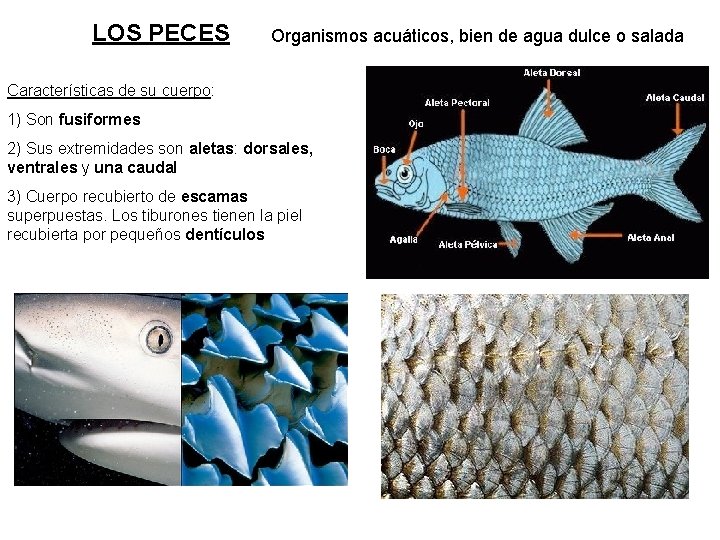 LOS PECES Organismos acuáticos, bien de agua dulce o salada Características de su cuerpo: