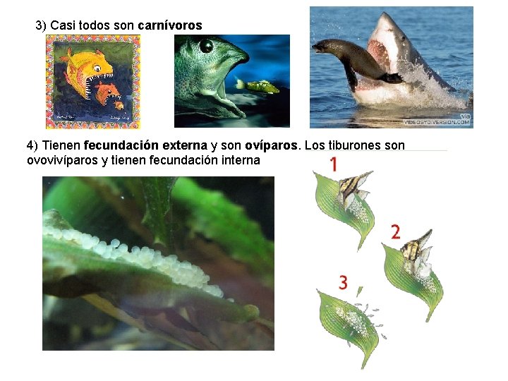 3) Casi todos son carnívoros 4) Tienen fecundación externa y son ovíparos. Los tiburones