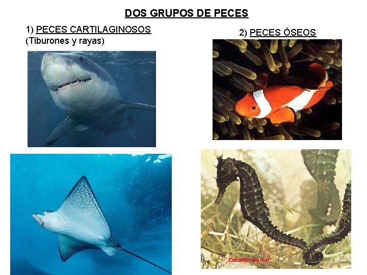 DOS GRUPOS DE PECES 1) PECES CARTILAGINOSOS (Tiburones y rayas) 2) PECES ÓSEOS 