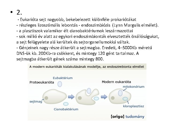  • 2. - Eukarióta sejt nagyobb, bekebelezett különféle prokariótákat - részleges lizoszómális lebontás