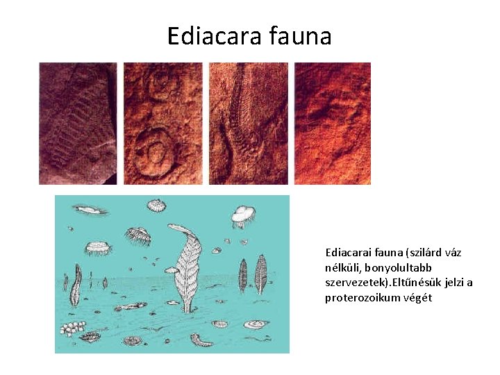 Ediacara fauna Ediacarai fauna (szilárd váz nélküli, bonyolultabb szervezetek). Eltűnésük jelzi a proterozoikum végét