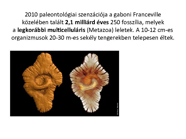 2010 paleontológiai szenzációja a gaboni Franceville közelében talált 2, 1 milliárd éves 250 fosszília,