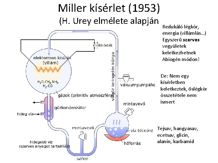 Miller kísérlet (1953) (H. Urey elmélete alapján Redukáló légkör, energia (villámlás…) Egyszerű szerves vegyületek