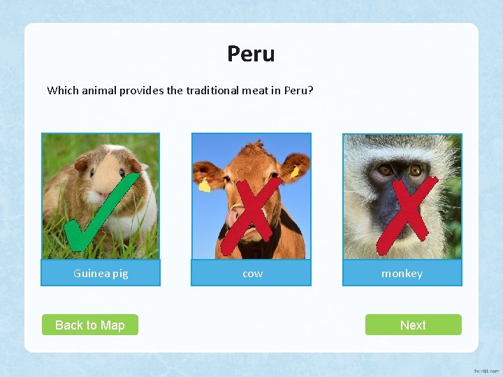 Peru Which animal provides the traditional meat in Peru? Guinea pig Back to Map