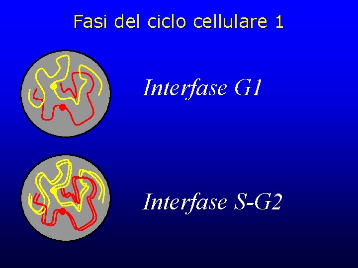 Fasi del ciclo cellulare 1 Interfase G 1 Interfase S-G 2 