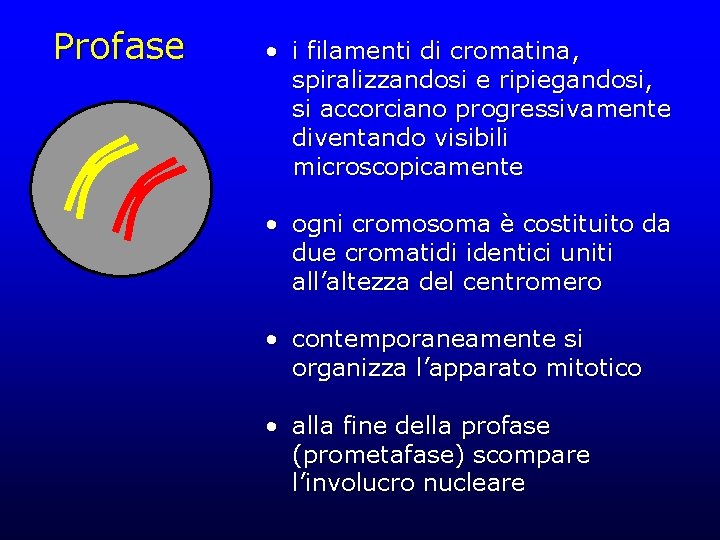 Profase • i filamenti di cromatina, spiralizzandosi e ripiegandosi, si accorciano progressivamente diventando visibili