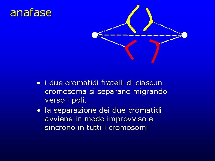 anafase • i due cromatidi fratelli di ciascun cromosoma si separano migrando verso i