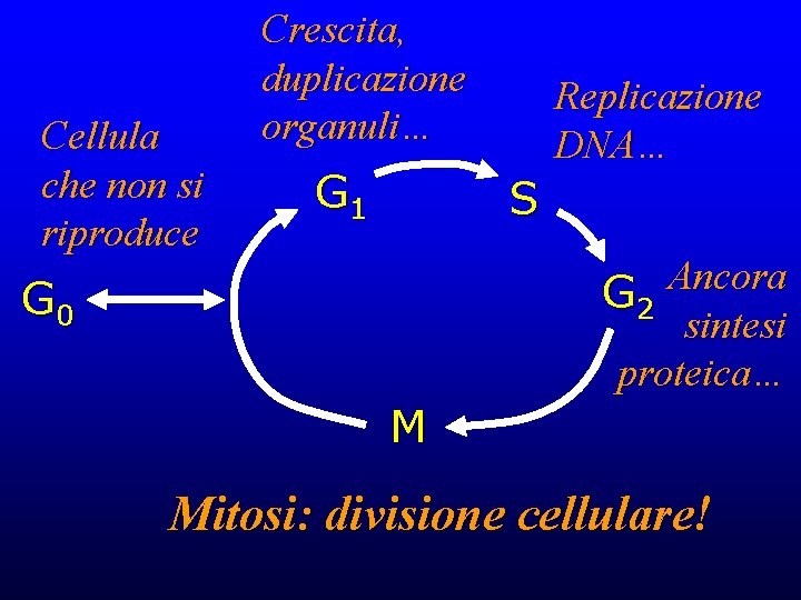 Cellula che non si riproduce Crescita, duplicazione organuli… G 1 Replicazione DNA… S Ancora