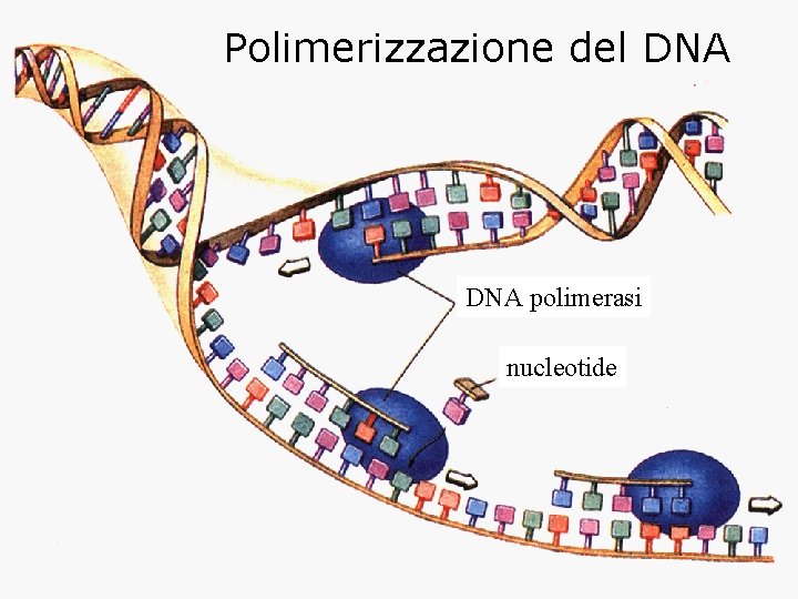 Polimerizzazione del DNA polimerasi nucleotide 
