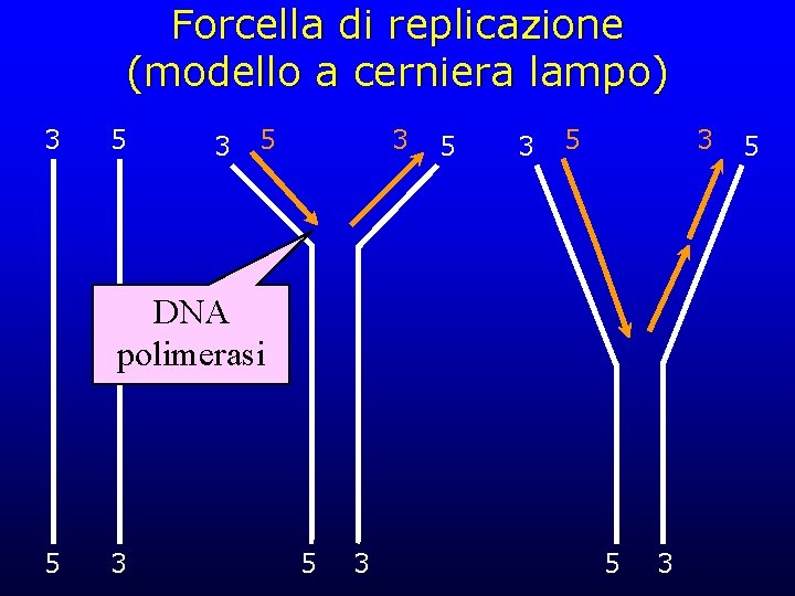 Forcella di replicazione (modello a cerniera lampo) 3 5 3 5 3 DNA polimerasi