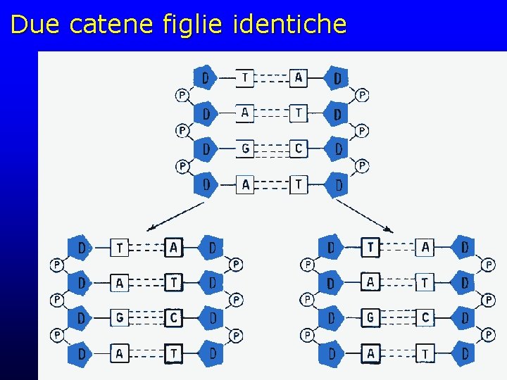 Due catene figlie identiche 