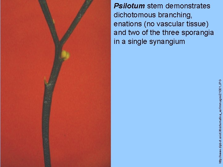 http: //www. dipbot. unict. it/sistematica_es/Immagini/21001. JPG Psilotum stem demonstrates dichotomous branching, enations (no vascular http: //www. dipbot. unict. it/sistematica_es/Immagini/21001. JPG Psilotum stem demonstrates dichotomous branching, enations (no vascular