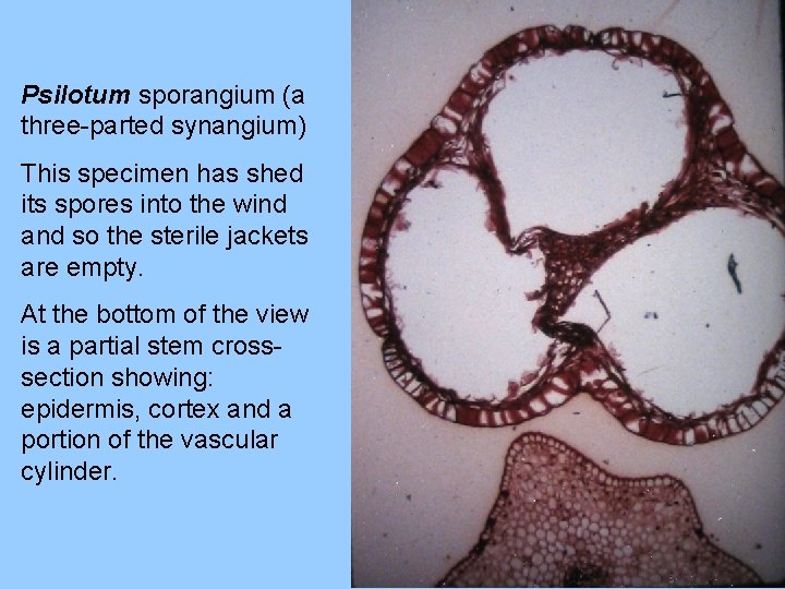 Psilotum sporangium (a three-parted synangium) This specimen has shed its spores into the wind Psilotum sporangium (a three-parted synangium) This specimen has shed its spores into the wind