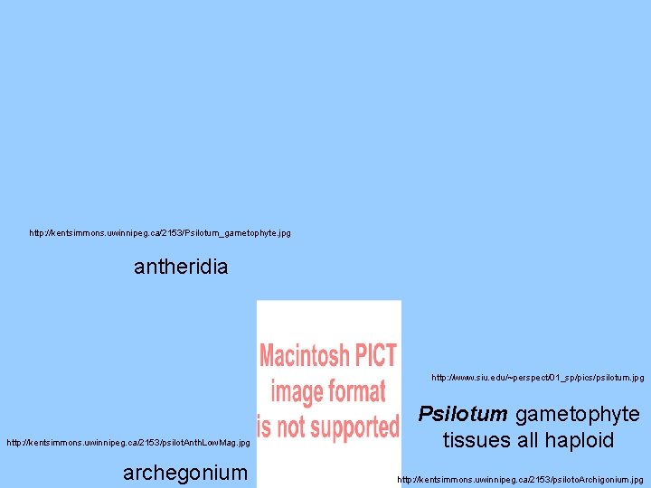 http: //kentsimmons. uwinnipeg. ca/2153/Psilotum_gametophyte. jpg antheridia http: //www. siu. edu/~perspect/01_sp/pics/psilotum. jpg http: //kentsimmons. uwinnipeg. http: //kentsimmons. uwinnipeg. ca/2153/Psilotum_gametophyte. jpg antheridia http: //www. siu. edu/~perspect/01_sp/pics/psilotum. jpg http: //kentsimmons. uwinnipeg.