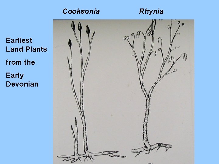 Cooksonia Earliest Land Plants from the Early Devonian Rhynia Cooksonia Earliest Land Plants from the Early Devonian Rhynia