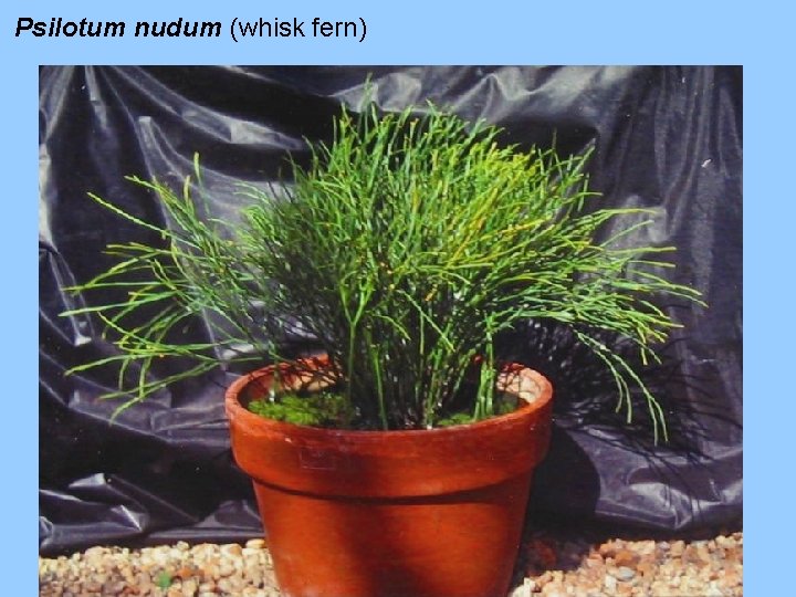 Psilotum nudum (whisk fern) Psilotum nudum (whisk fern)