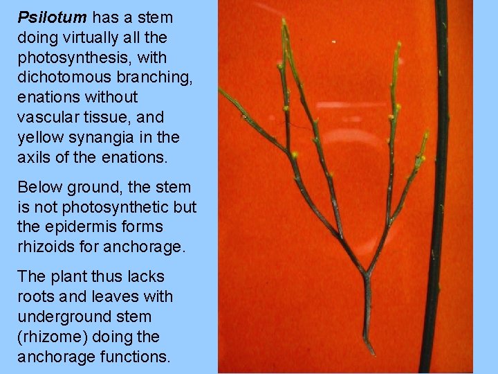 Psilotum has a stem doing virtually all the photosynthesis, with dichotomous branching, enations without Psilotum has a stem doing virtually all the photosynthesis, with dichotomous branching, enations without