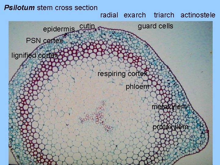 Psilotum stem cross section radial exarch triarch actinostele guard cells epidermis cutin PSN cortex Psilotum stem cross section radial exarch triarch actinostele guard cells epidermis cutin PSN cortex