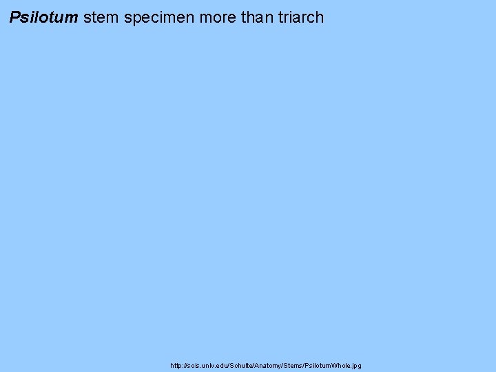 Psilotum stem specimen more than triarch http: //sols. unlv. edu/Schulte/Anatomy/Stems/Psilotum. Whole. jpg Psilotum stem specimen more than triarch http: //sols. unlv. edu/Schulte/Anatomy/Stems/Psilotum. Whole. jpg