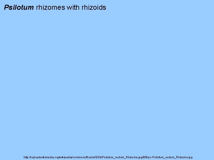 Psilotum rhizomes with rhizoids http: //upload. wikimedia. org/wikipedia/commons/thumb/3/3 b/Psilotum_nudum_Rhizome. jpg/800 px-Psilotum_nudum_Rhizome. jpg Psilotum rhizomes with rhizoids http: //upload. wikimedia. org/wikipedia/commons/thumb/3/3 b/Psilotum_nudum_Rhizome. jpg/800 px-Psilotum_nudum_Rhizome. jpg