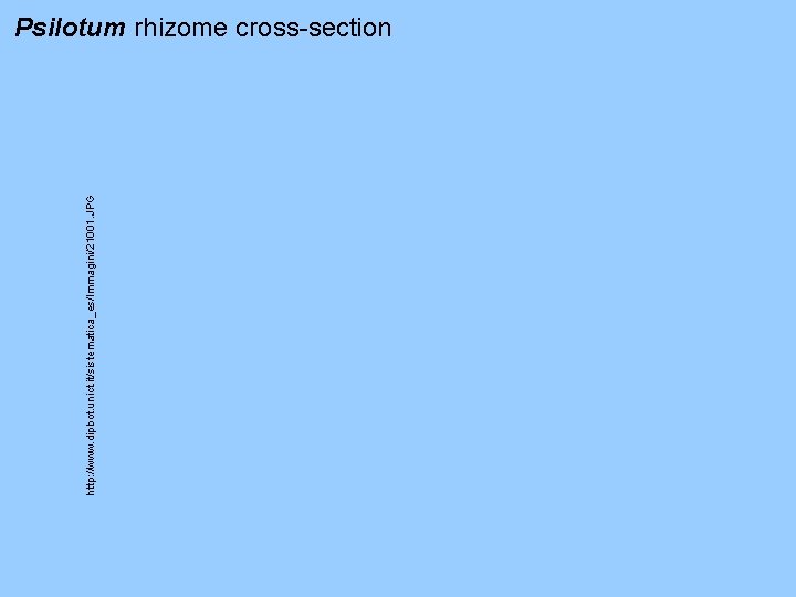 http: //www. dipbot. unict. it/sistematica_es/Immagini/21001. JPG Psilotum rhizome cross-section http: //www. dipbot. unict. it/sistematica_es/Immagini/21001. JPG Psilotum rhizome cross-section